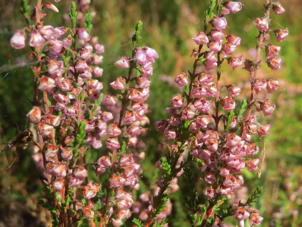 Heather