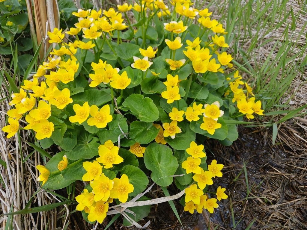Marsh-marigold