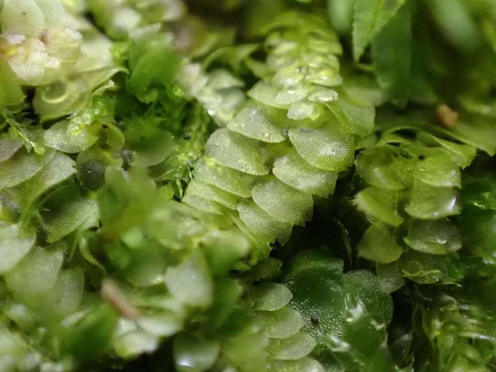 Common Pouchwort
