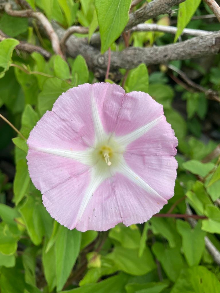 Hedge Bindweed