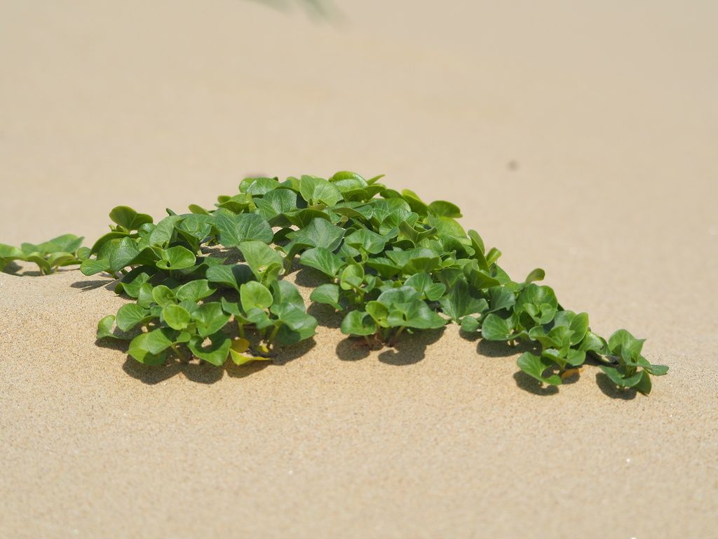 Sea Bindweed