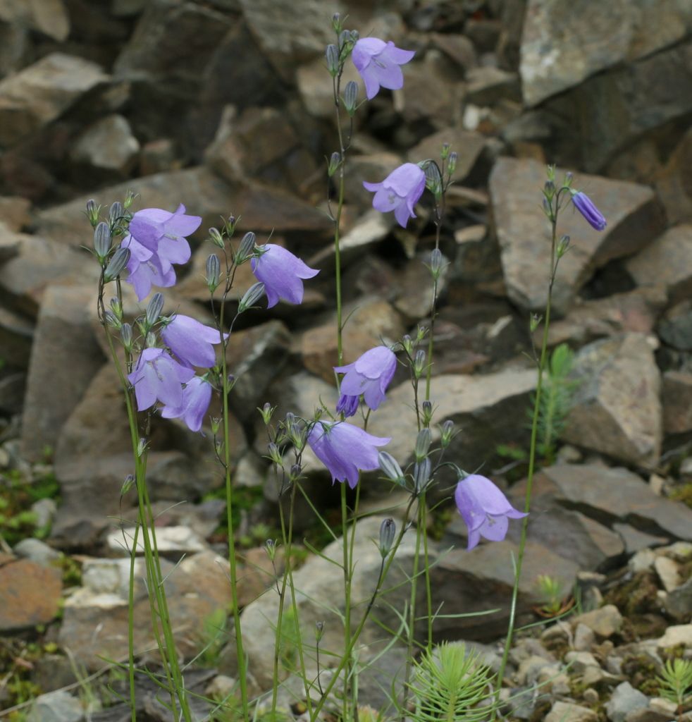 Harebell