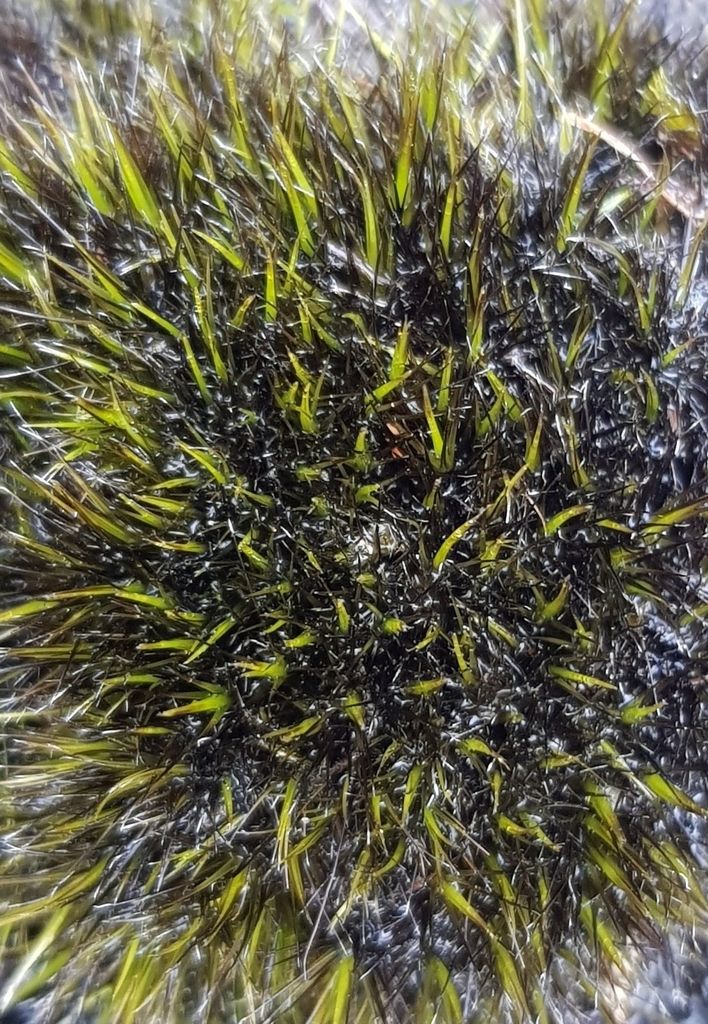 Bristly Swan-neck Moss