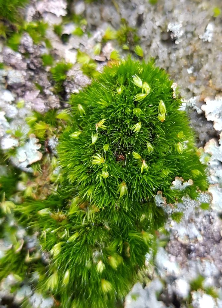 Rusty Swan-neck Moss