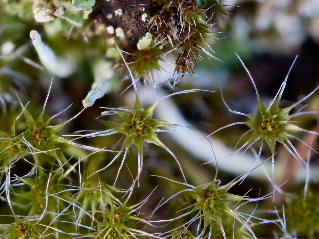Heath Star Moss