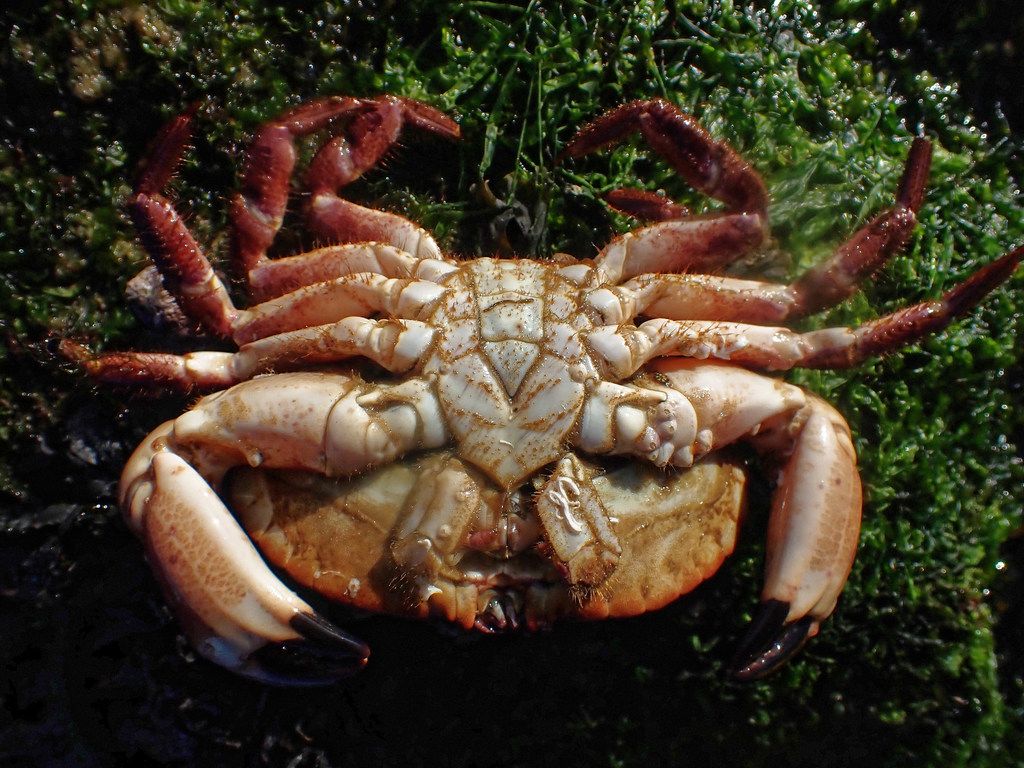 Edible crab