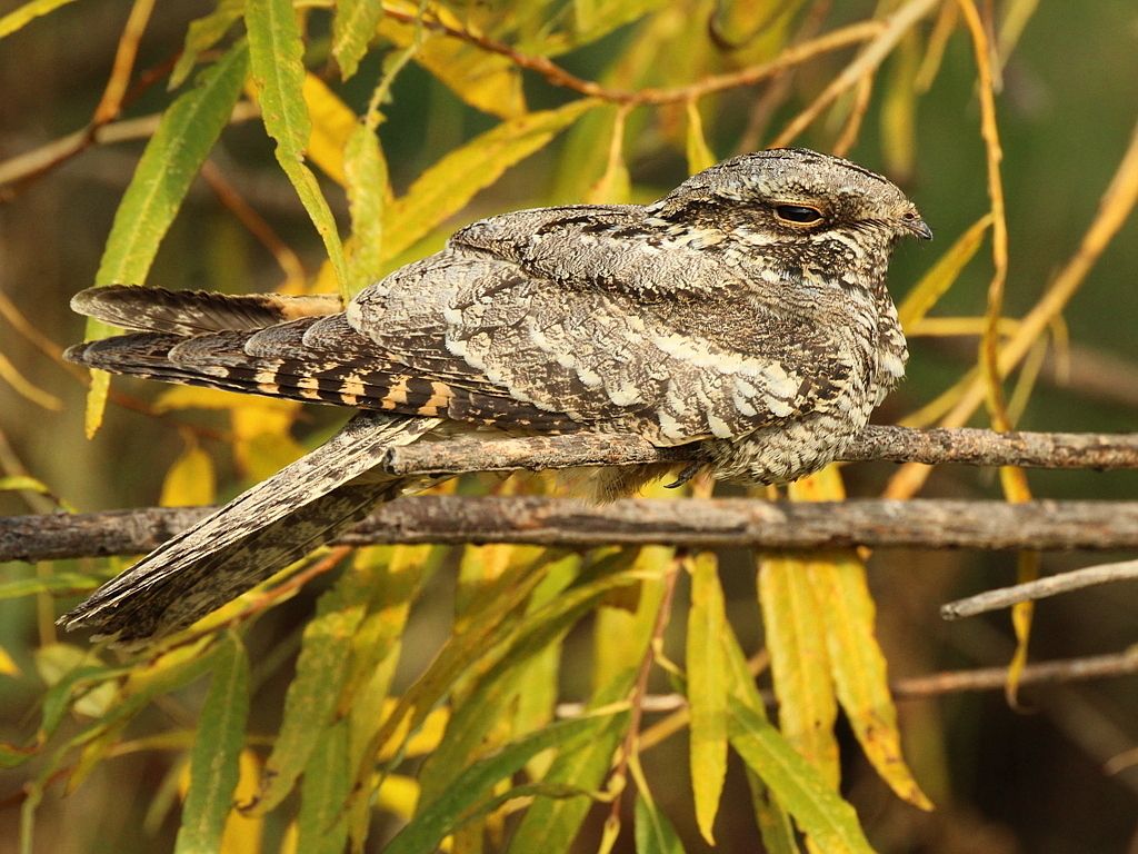 Eurasian Nightjar
