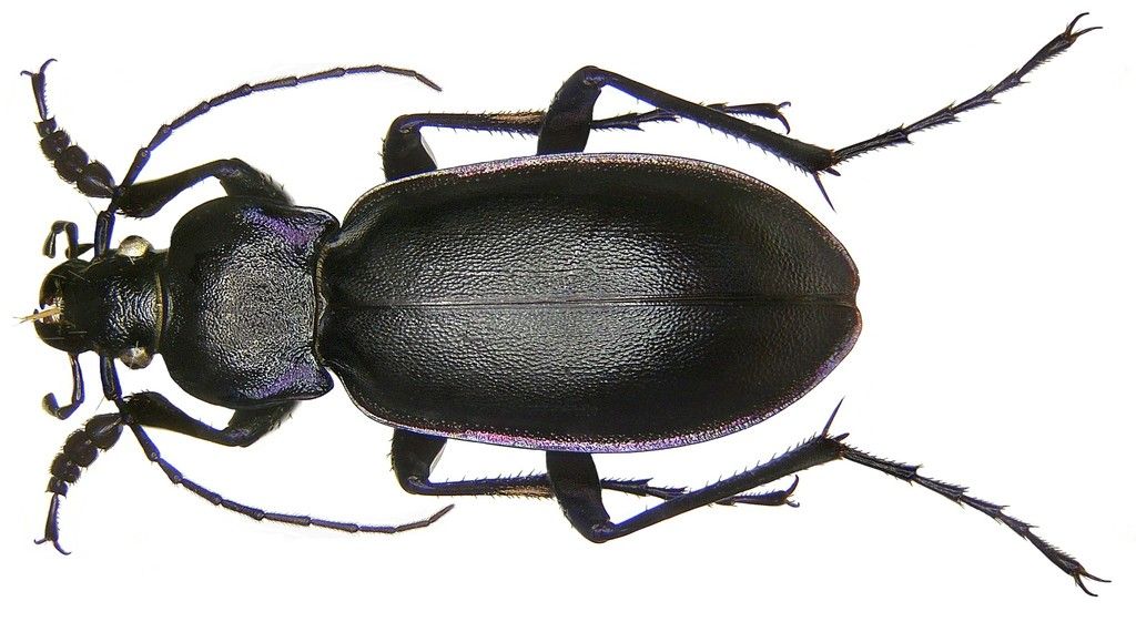 Violet Ground Beetle