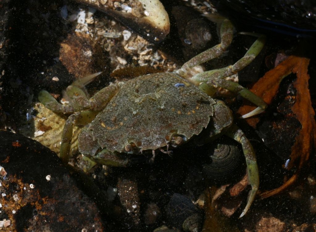 Green Shore Crab