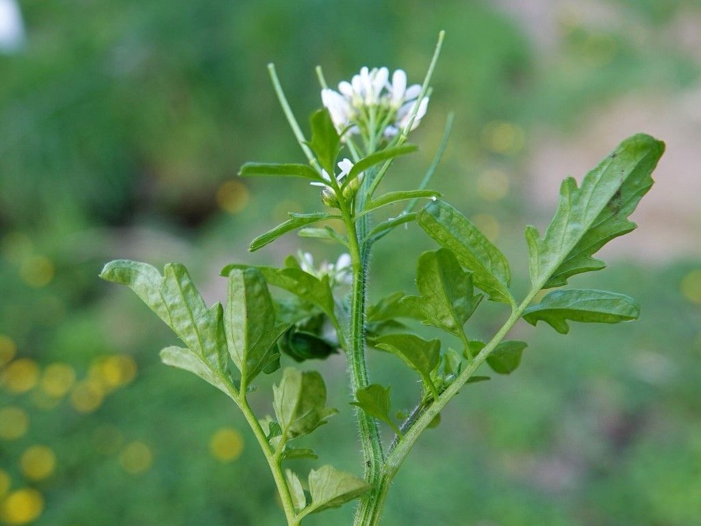 Wavy Bitter-cress