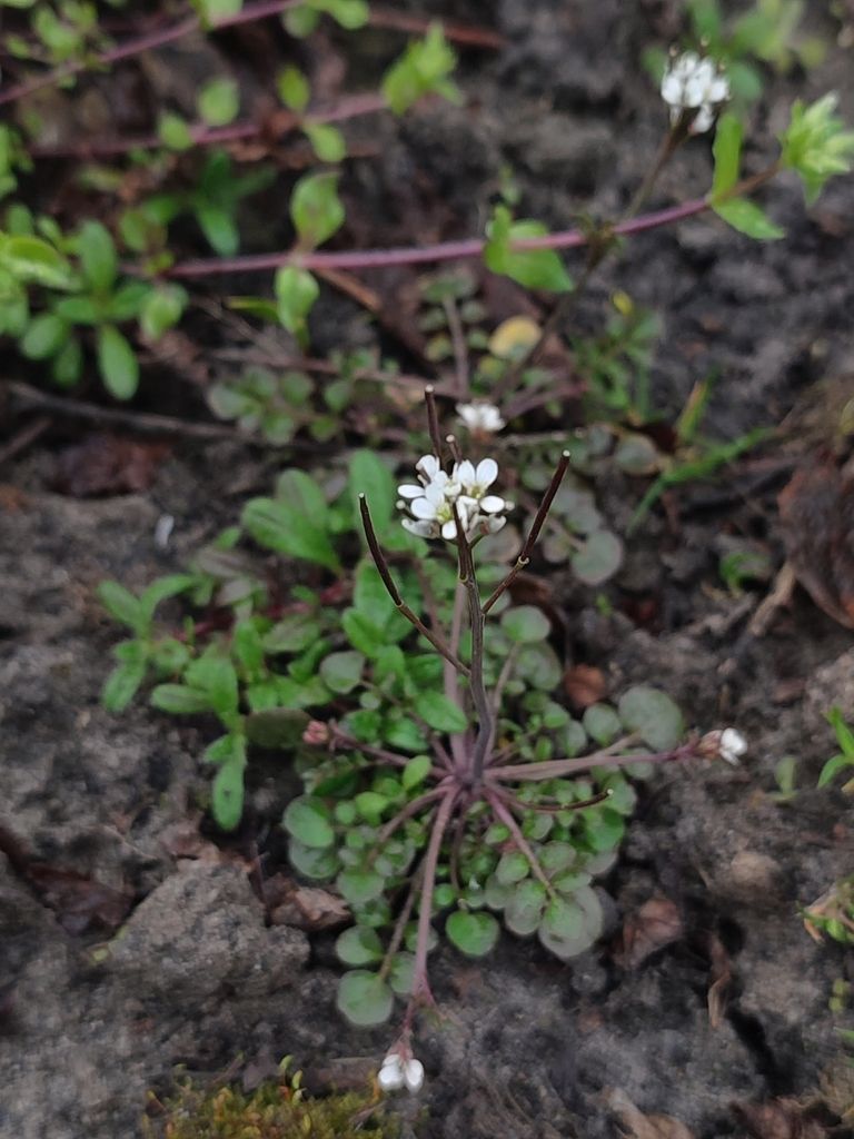 Hairy Bitter-cress