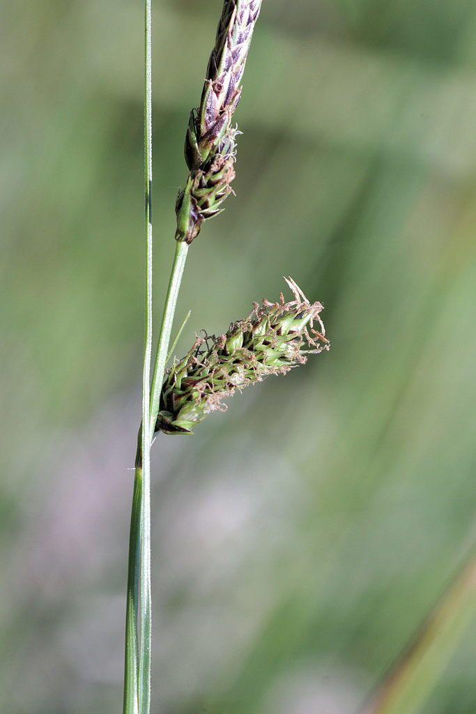 Green-ribbed Sedge
