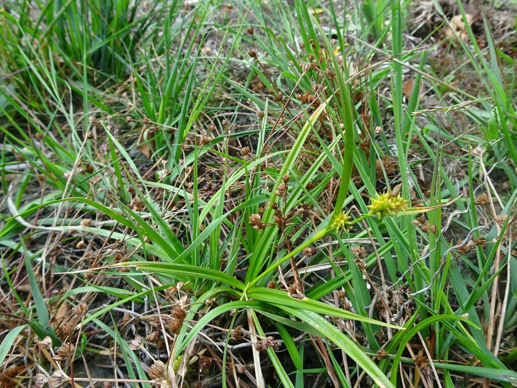 Common Yellow-sedge