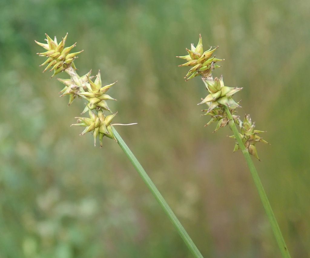 Star Sedge