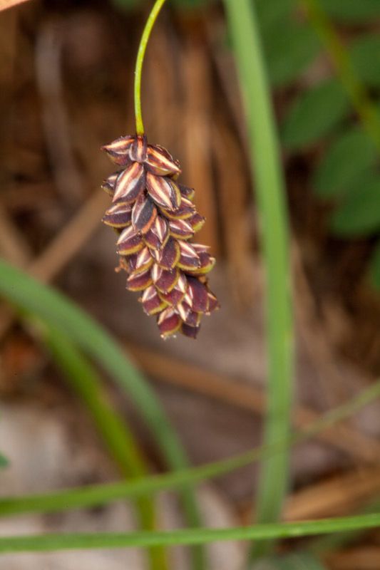 Glaucous Sedge