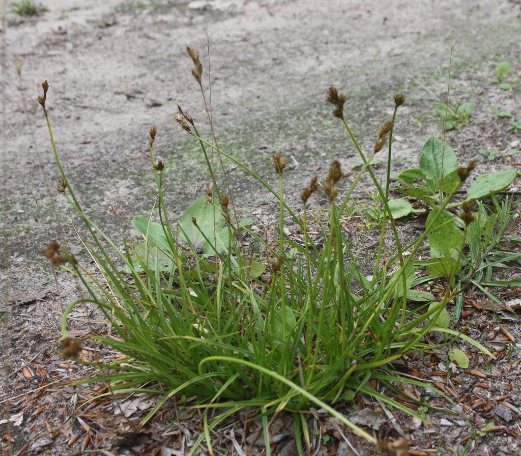 Oval Sedge