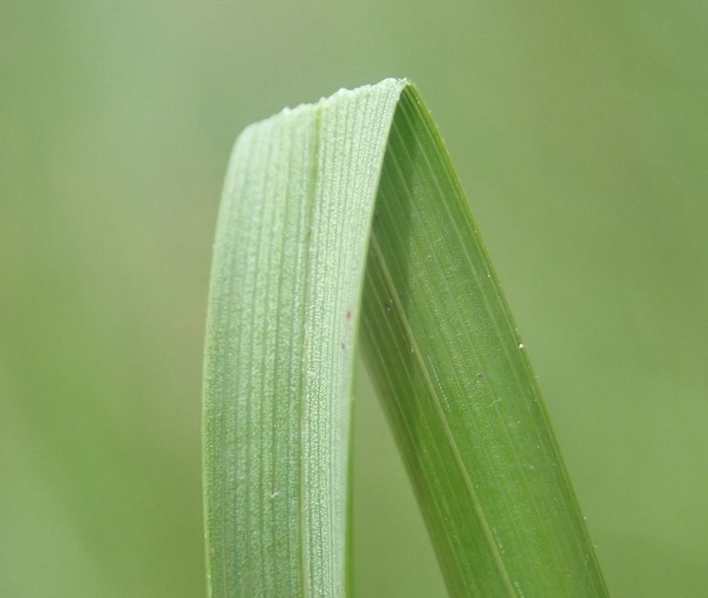 Common Sedge