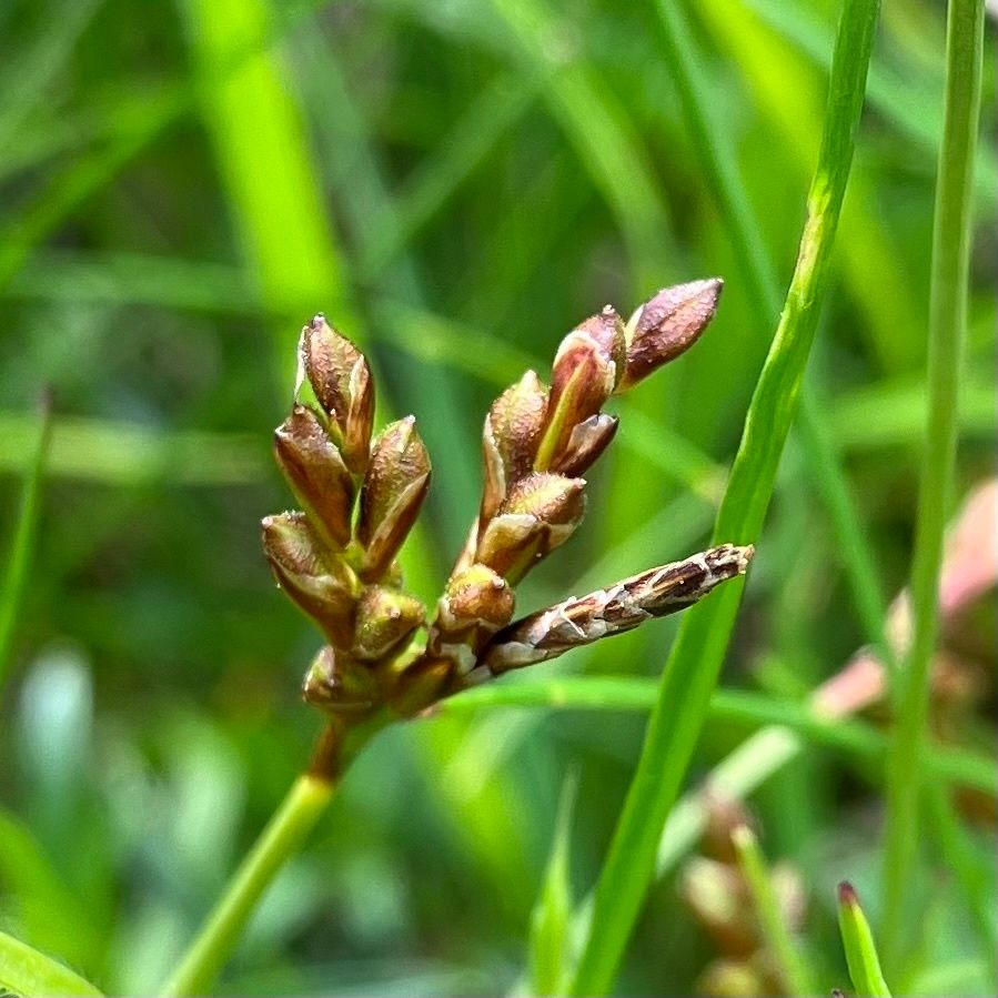 Bird's-foot Sedge