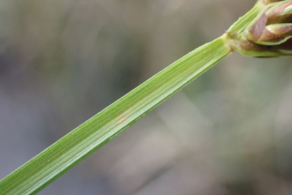 False Fox-sedge