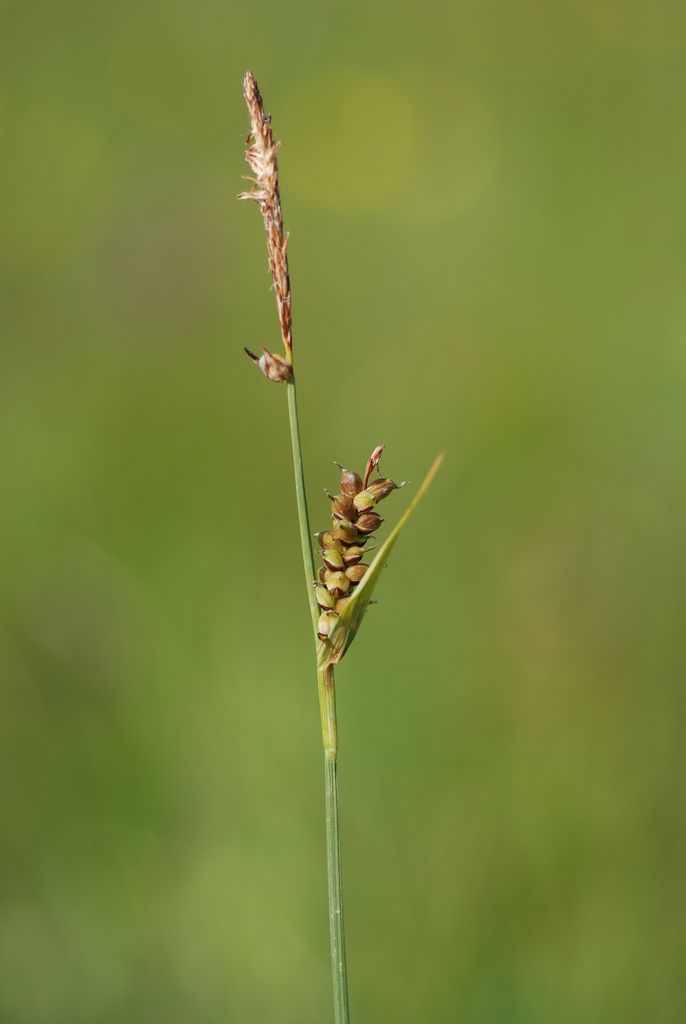 Carnation Sedge