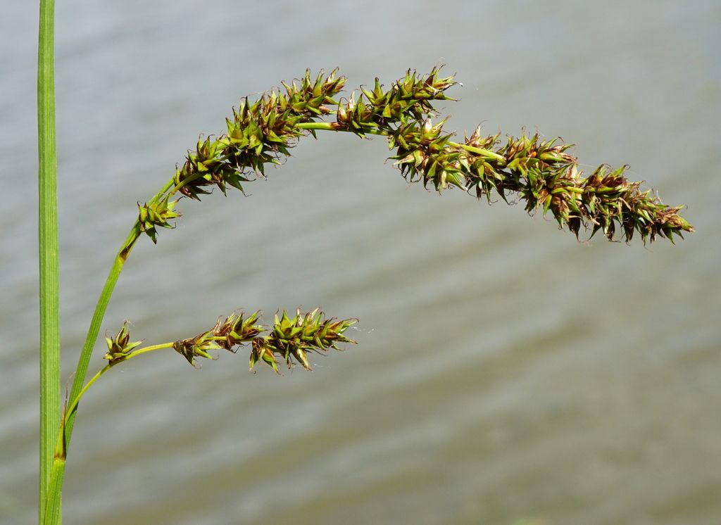 Greater Tussock-sedge