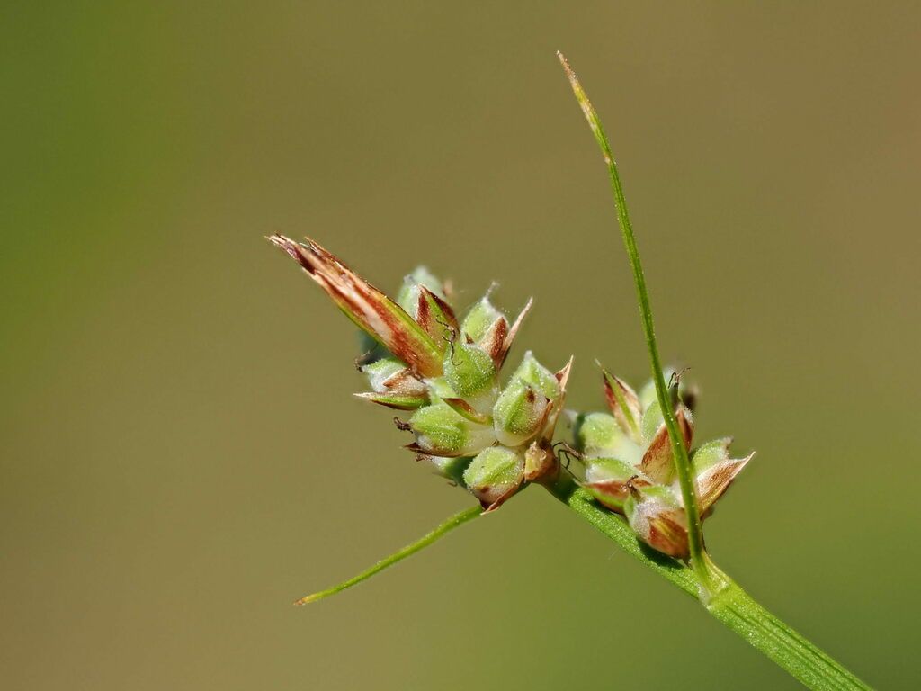 Pill Sedge