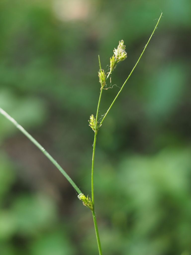 Remote Sedge