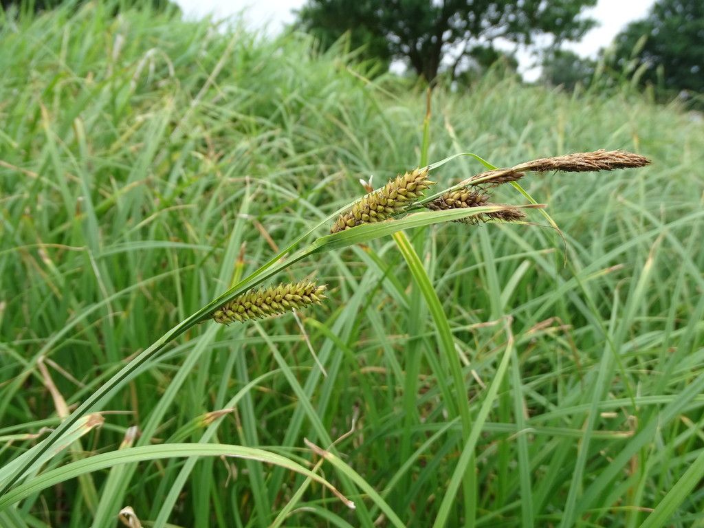 Greater Pond-sedge