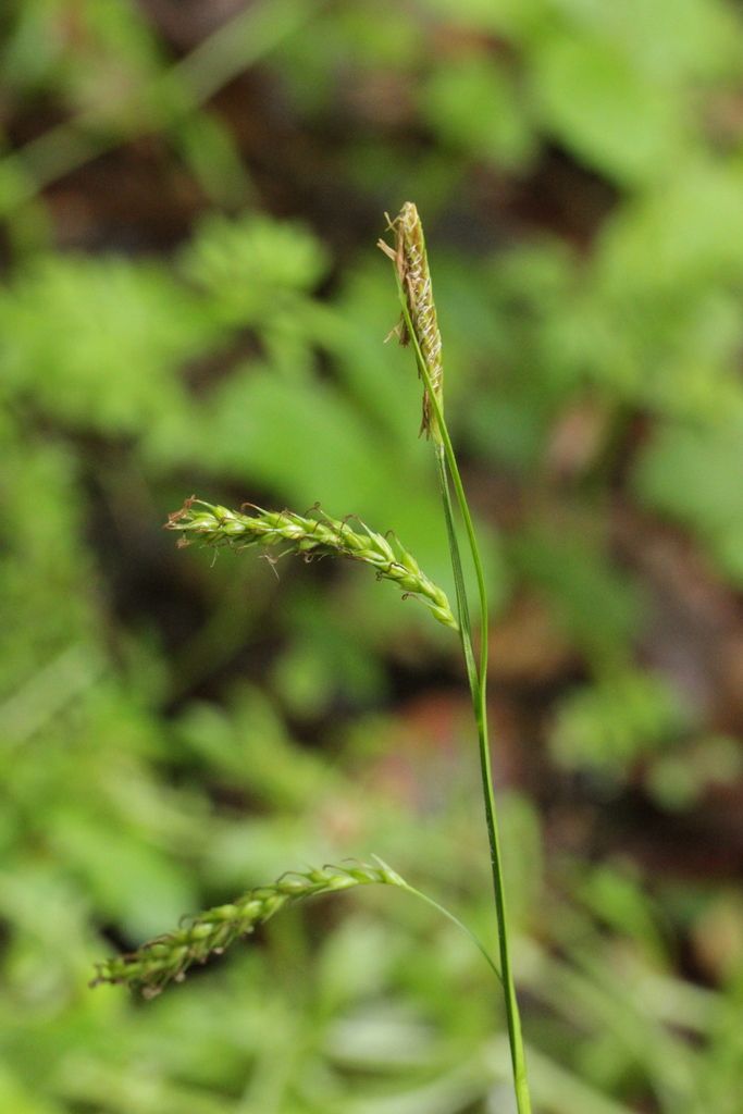 Wood-sedge