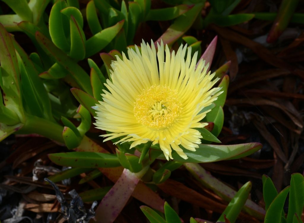 Hottentot-fig