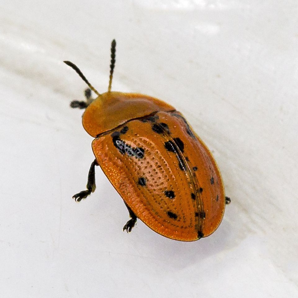 Fleabane Tortoise Beetle