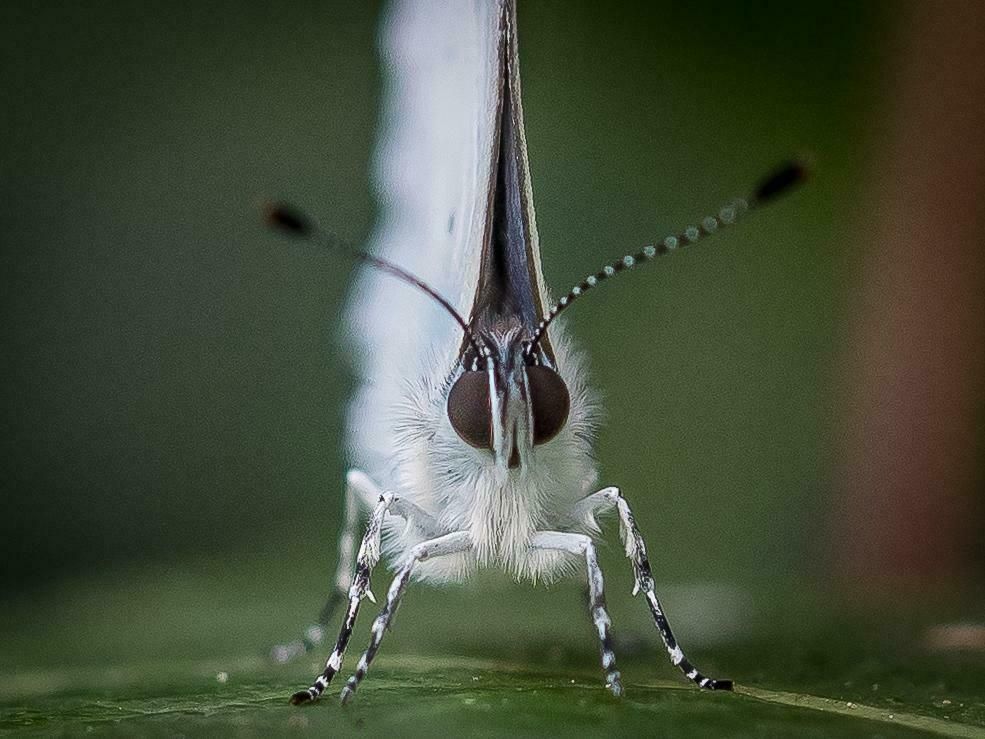 Holly Blue