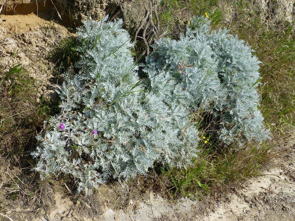 Ragwort Knapweed