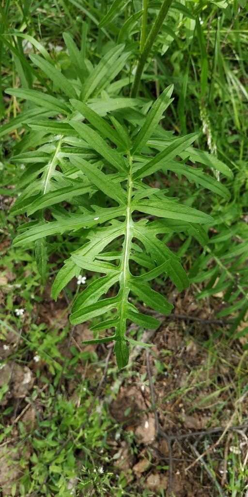 Greater Knapweed