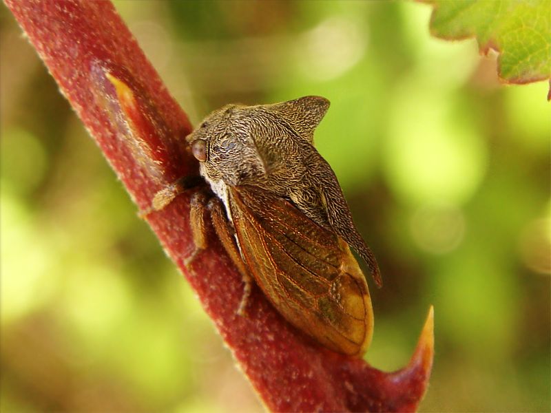 Tree Hopper