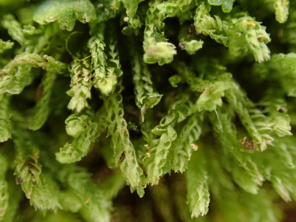 Two-horned Pincerwort