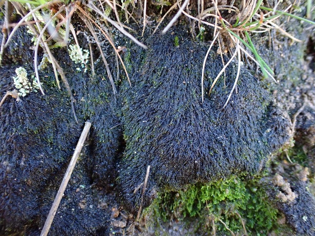Heath Threadwort