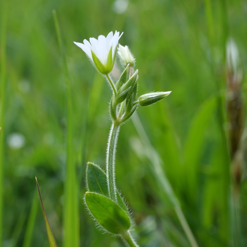 Common Mouse-ear