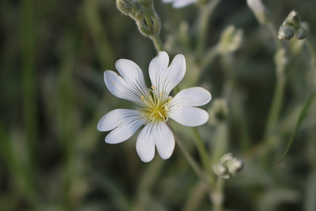 Snow-in-summer