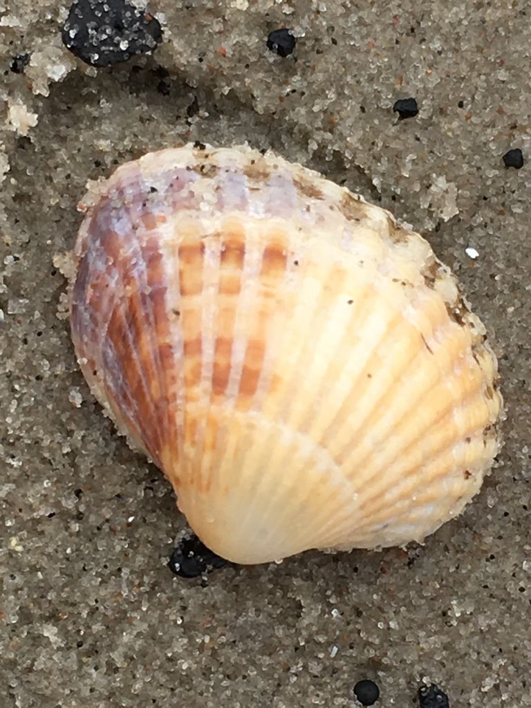 Lagoon Cockle