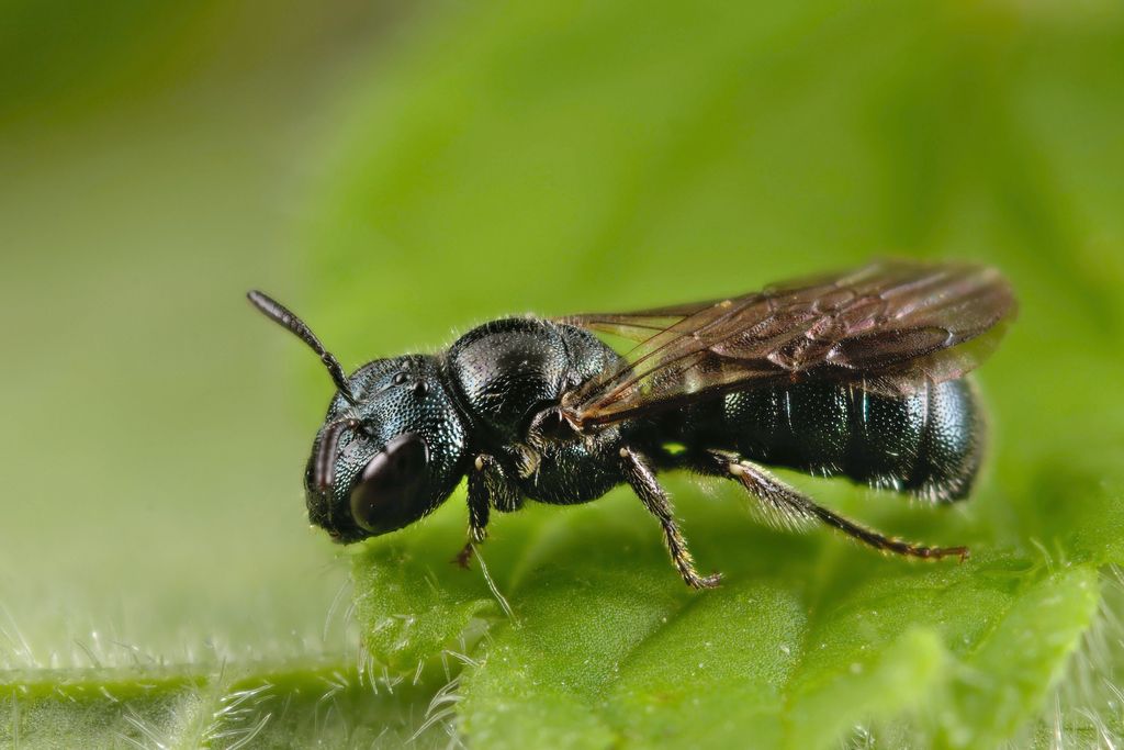 Blue Carpenter Bee