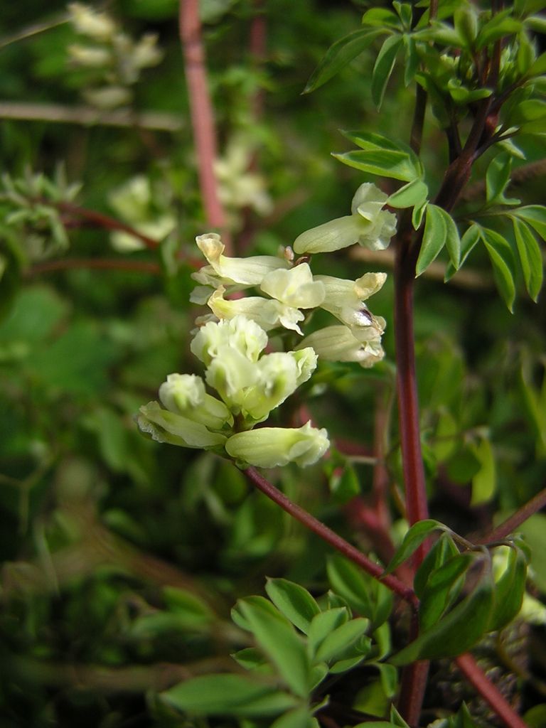 Climbing Corydalis