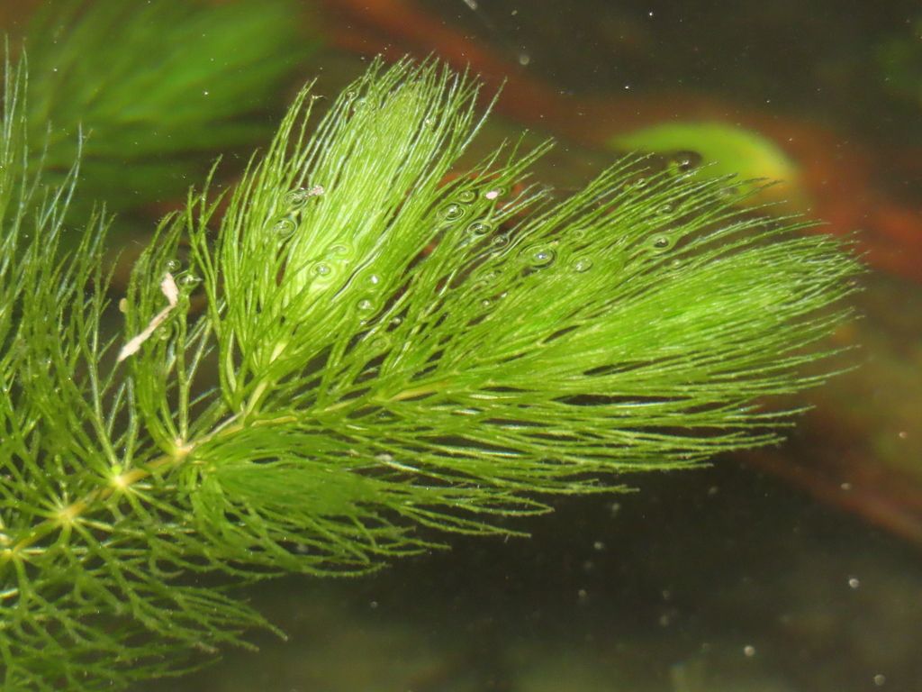 Rigid Hornwort