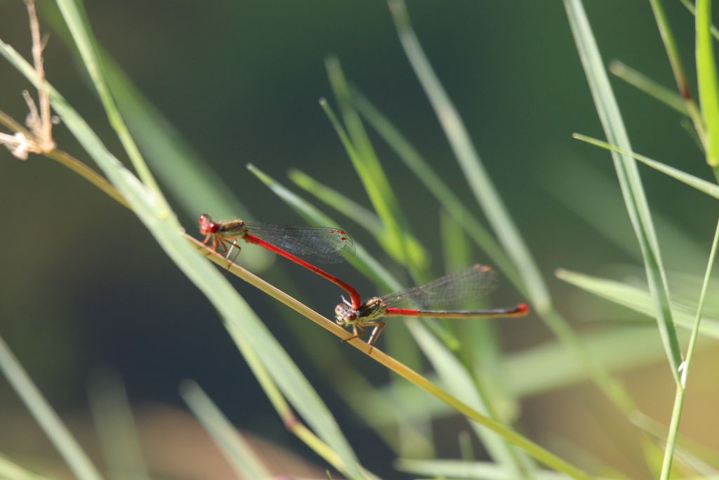 Small Red Damselfly