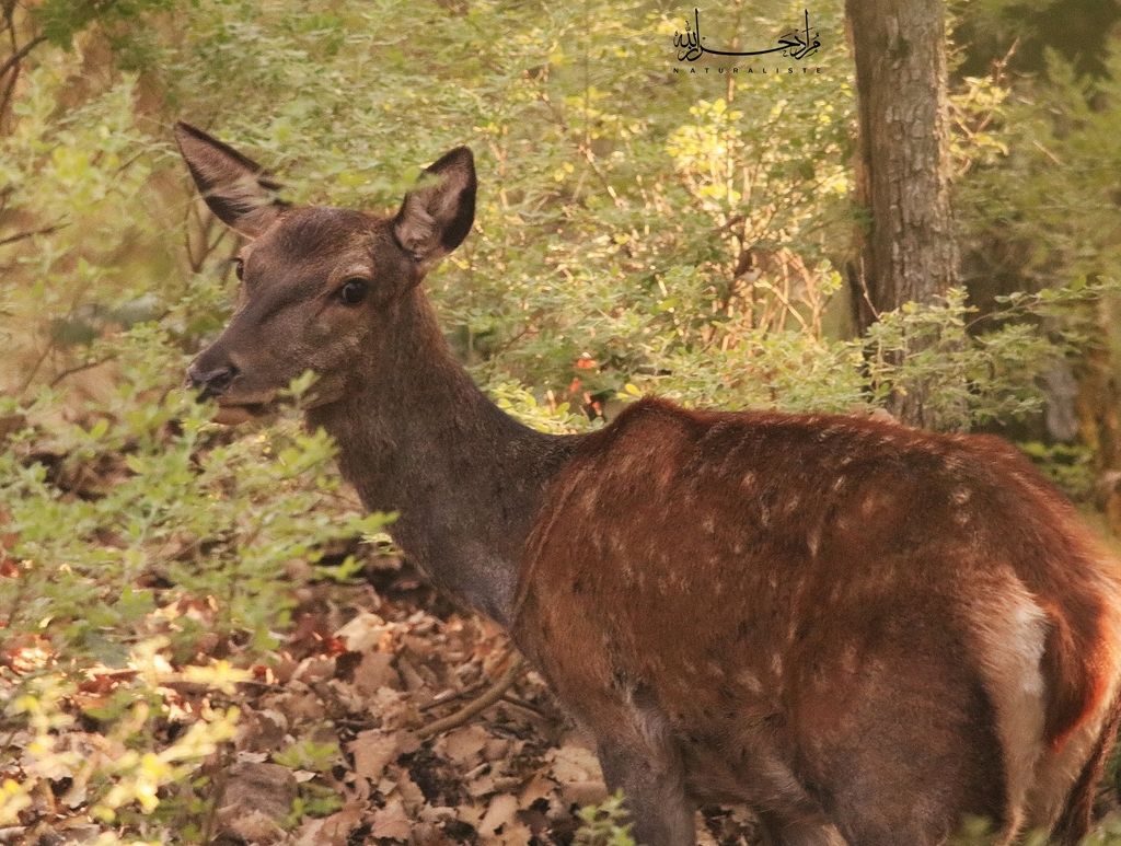 Red Deer