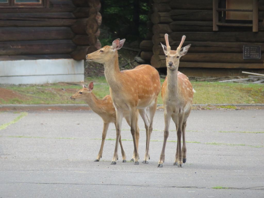 Sika Deer