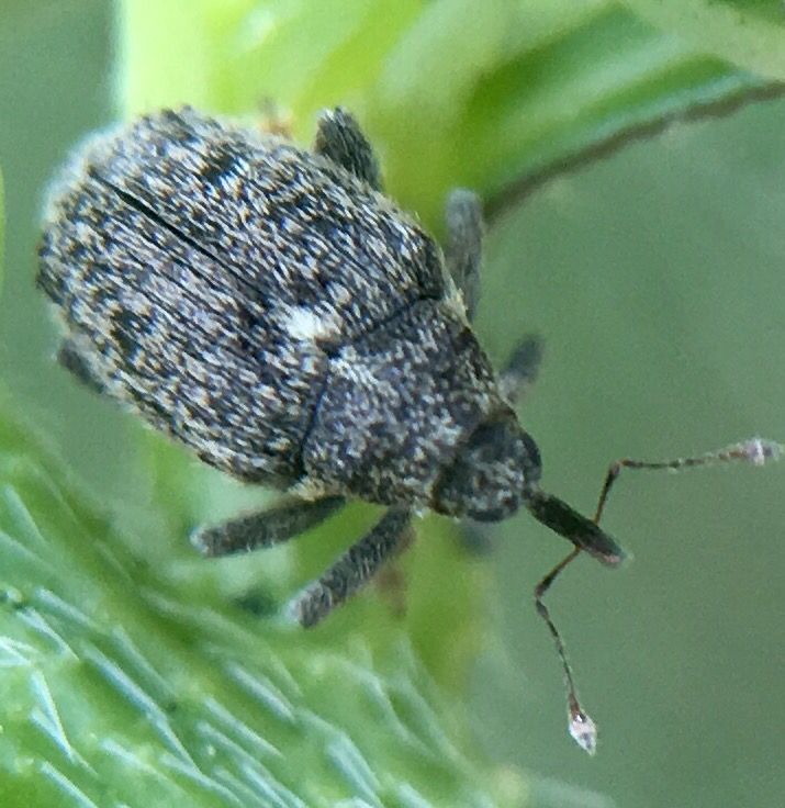 Cabbage Stem Weevil
