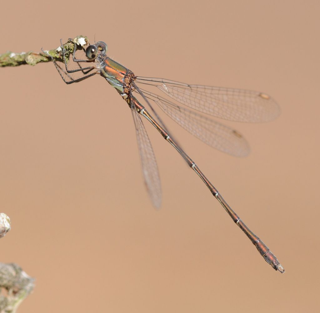 Willow Emerald Damselfly