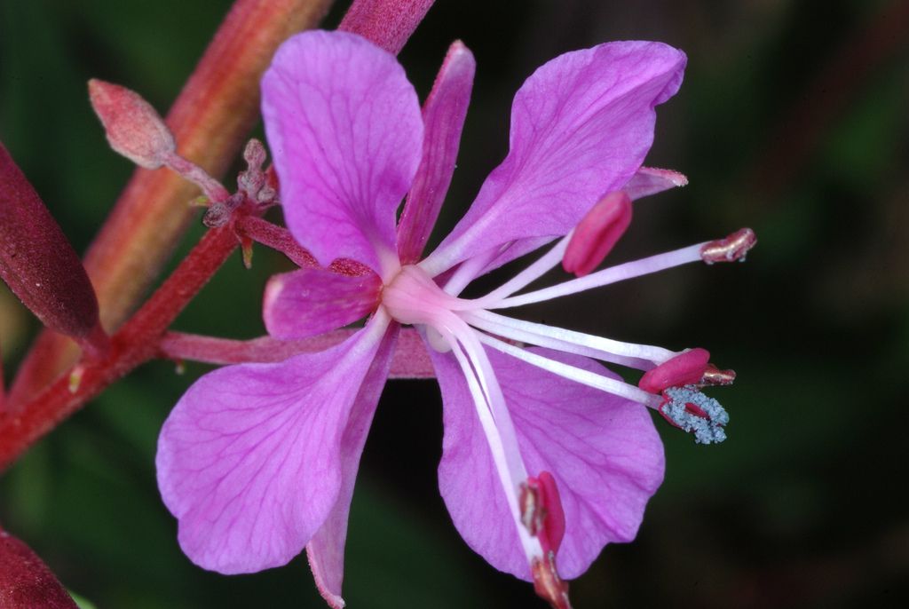Rosebay Willowherb