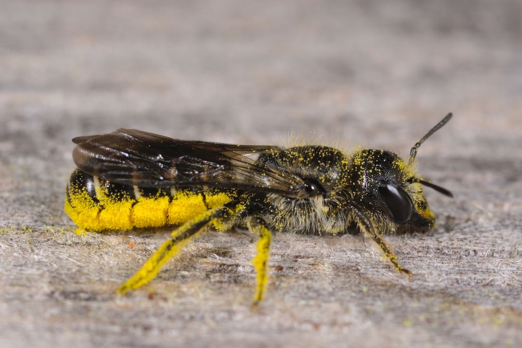 Sleepy Carpenter Bee